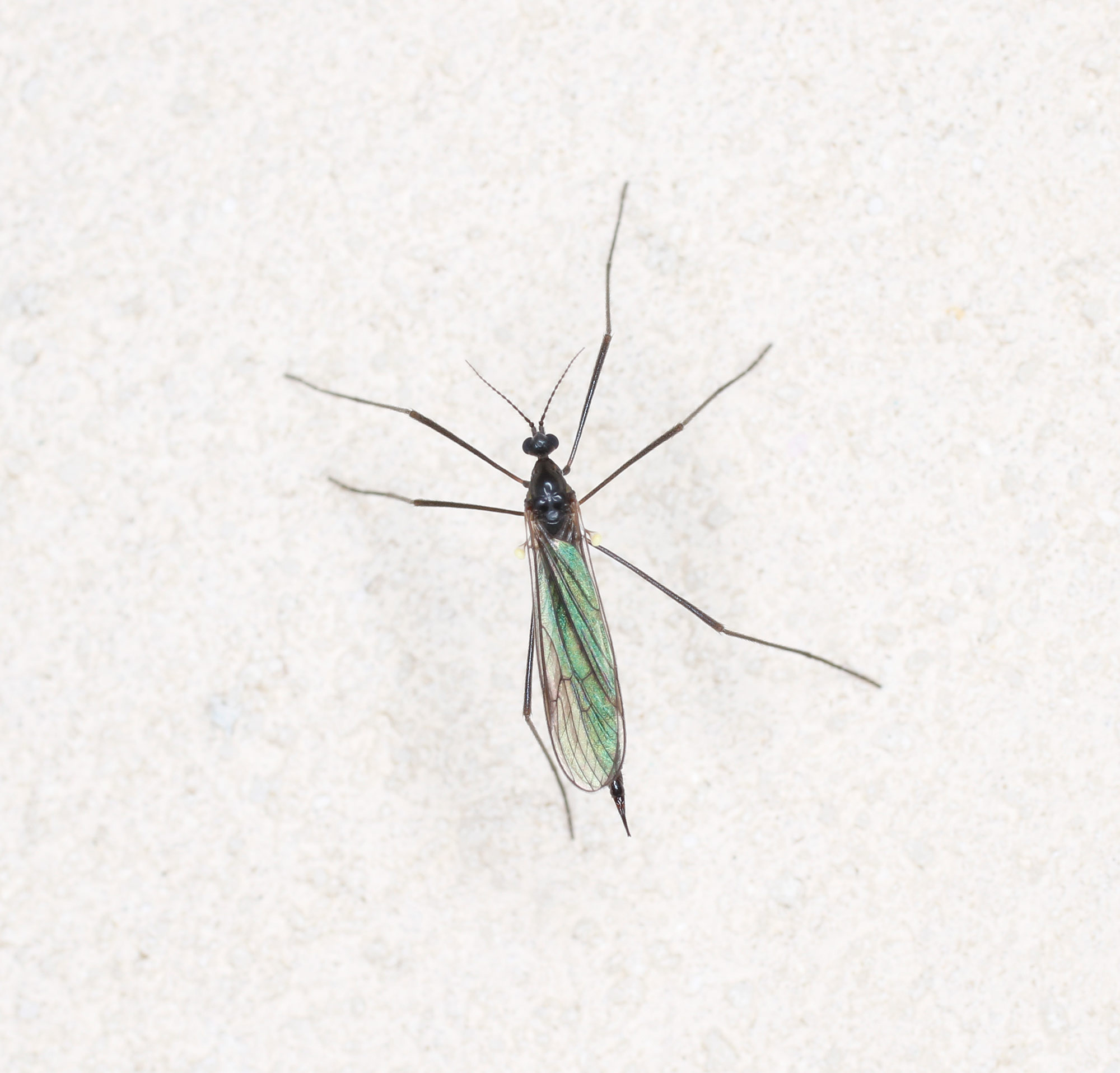 Limoniidae? S, Gnophomyia cfr. viridipennis